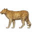 :leopard: